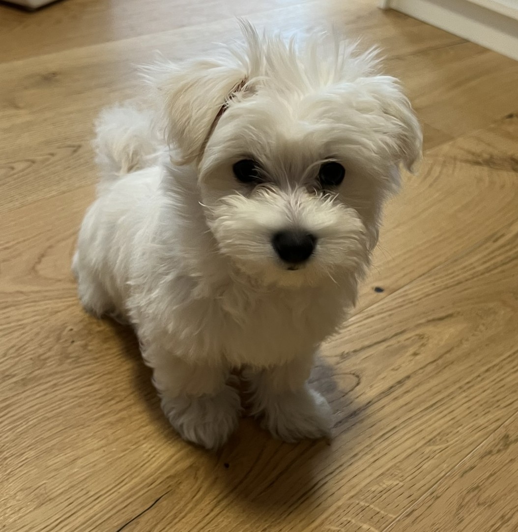 Yuna, die Malteser Hündin